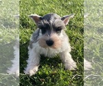 Small Schnauzer (Miniature)