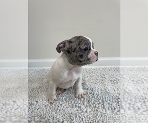 French Bulldog Puppy for sale in CHARLESTON, SC, USA