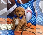 Small Photo #7 Miniature Labradoodle Puppy For Sale in KINZERS, PA, USA