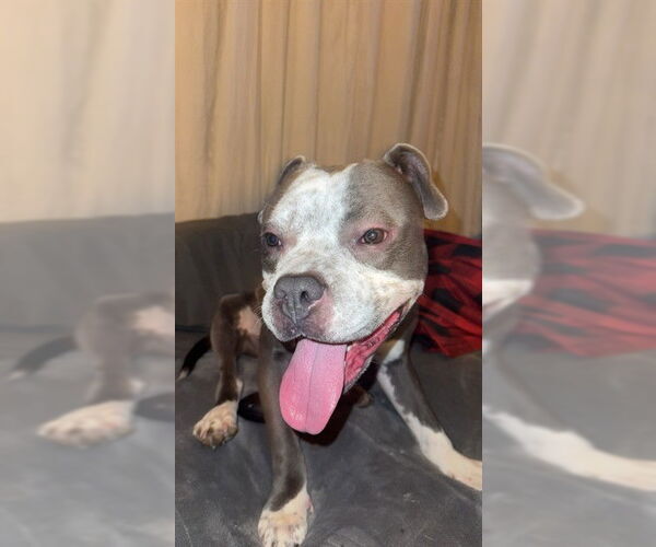 Medium Photo #1 Staffordshire Bull Terrier Puppy For Sale in Louisville, KY, USA