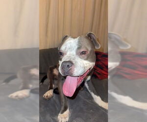 Staffordshire Bull Terrier Dogs for adoption in Louisville, KY, USA