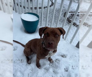 BLANCHE - Female American Pit Bull Terrier-Unknown Mix Dog for Adoption - Photo #2