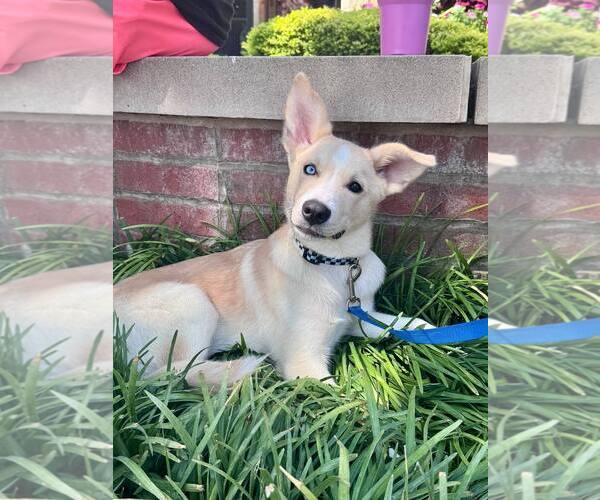 Medium Photo #2 Siberian Husky Puppy For Sale in Carrollton, TX, USA