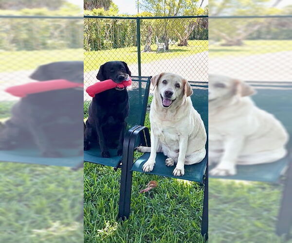 Medium Photo #6 Labrador Retriever Puppy For Sale in Weston, FL, USA
