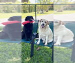 Small #5 Labrador Retriever