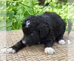 Small #7 F2 Aussiedoodle
