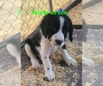 Small Photo #1 English Springer Spaniel Puppy For Sale in PENDLETON, OR, USA
