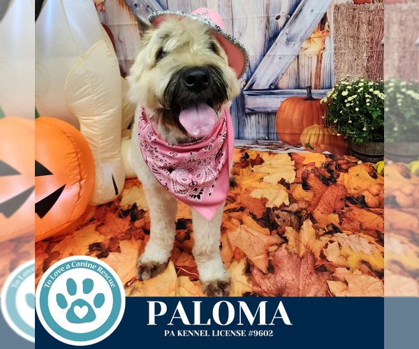 Medium Photo #2 Bouvier Des Flandres Puppy For Sale in Kimberton, PA, USA