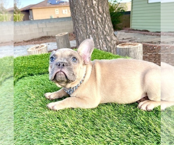 Medium Photo #1 French Bulldog Puppy For Sale in ATLANTA, GA, USA