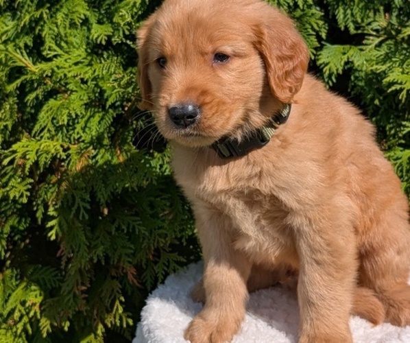 Medium Photo #58 Golden Retriever Puppy For Sale in GOSHEN, IN, USA