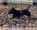 Small Photo #8 Aussiedoodle Puppy For Sale in CROWN POINT, IN, USA