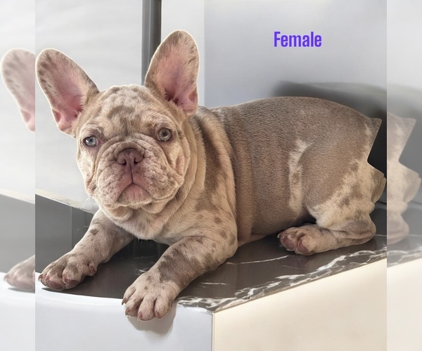 Medium Photo #3 French Bulldog Puppy For Sale in PHILADELPHIA, PA, USA