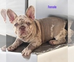 Small #2 French Bulldog