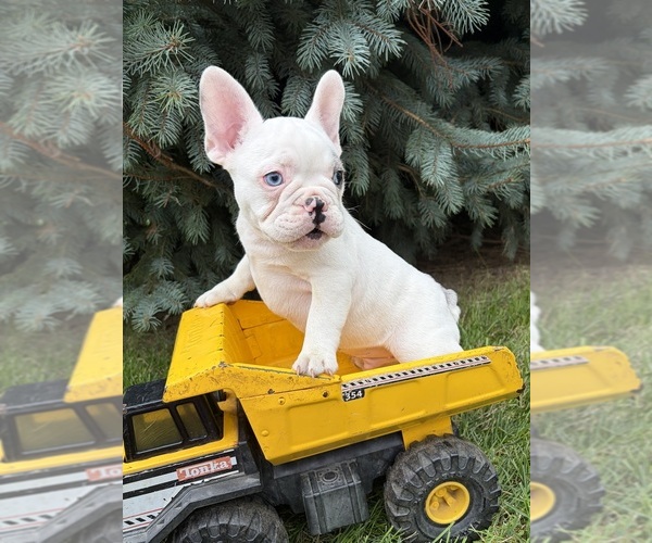 Medium Photo #4 French Bulldog Puppy For Sale in MIDDLEBURY, IN, USA