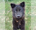Small #2 Chow Chow Mix