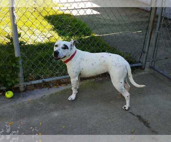 Medium Photo #4 American Staffordshire Terrier-Dalmatian Mix Puppy For Sale in Elmsford, NY, USA