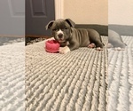 Small Photo #20 American Bully Puppy For Sale in NIXA, MO, USA
