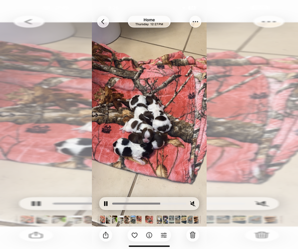 Medium Photo #1 Pom-A-Poo-Shih Tzu Mix Puppy For Sale in SPRINGVILLE, IN, USA