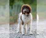 Small #10 Mutt