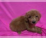 Small #1 Goldendoodle