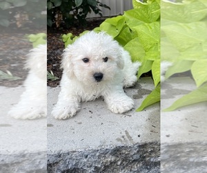 Bichpoo Puppy for sale in CANOGA, NY, USA
