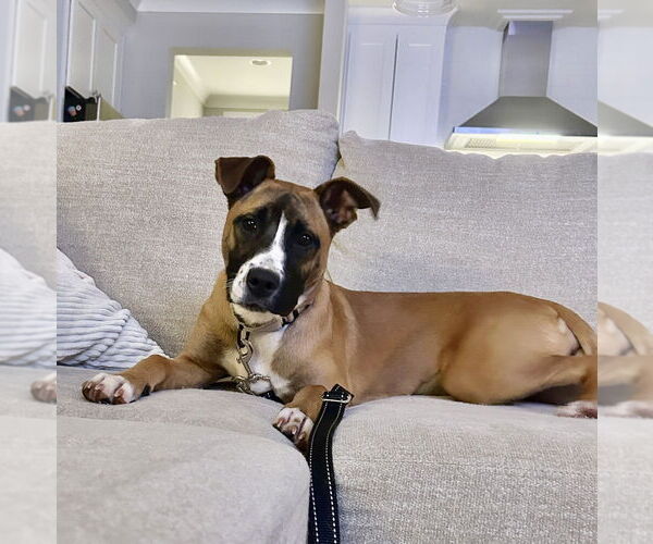 Medium Photo #10 Boxer-Unknown Mix Puppy For Sale in Mooresville, NC, USA