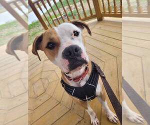 O'Bannon - Male Boxer-Unknown Mix Dog for Adoption - Photo #2