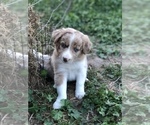 Small Photo #4 Border Collie Puppy For Sale in MERCED, CA, USA