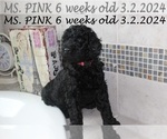 Puppy Ms Pink Goldendoodle