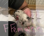 Small Photo #1 Australian Shepherd Puppy For Sale in BRUCEVILLE, IN, USA