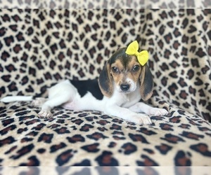 Beagle Puppy for sale in LAKELAND, FL, USA