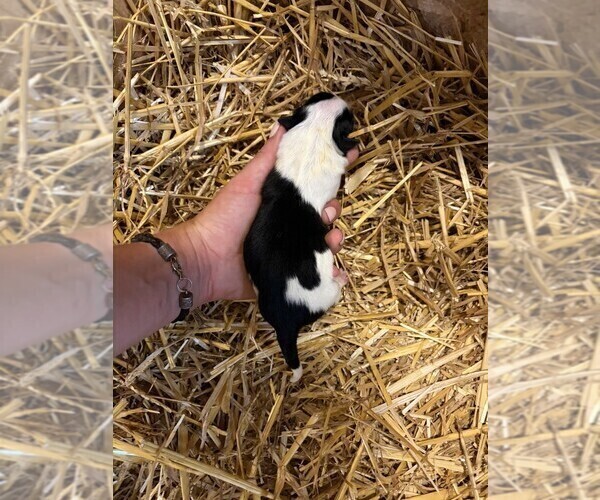 Medium Photo #1 Texas Heeler Puppy For Sale in CONGERVILLE, IL, USA