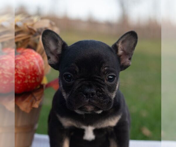 Medium Photo #2 French Bulldog Puppy For Sale in AARONSBURG, PA, USA