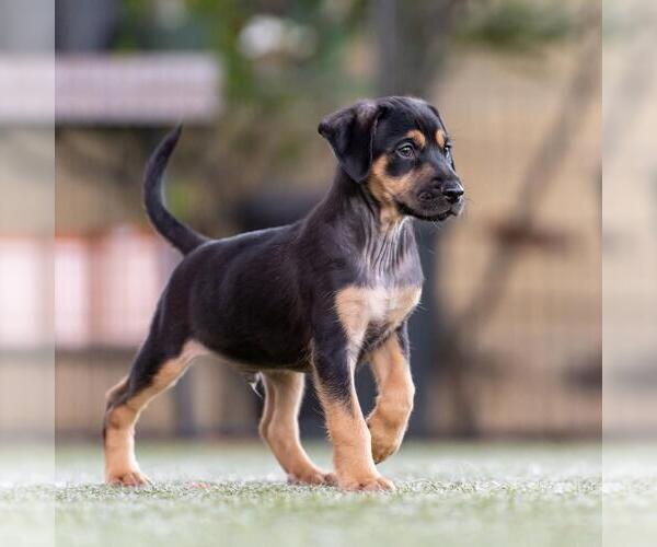 Medium Photo #3 Mutt Puppy For Sale in San Diego, CA, USA