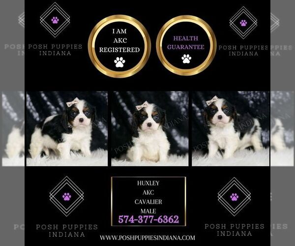 Medium Photo #2 Cavalier King Charles Spaniel Puppy For Sale in WARSAW, IN, USA