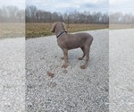 Small Photo #3 Weimaraner Puppy For Sale in ELKTON, KY, USA
