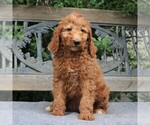 Small Photo #3 Poodle (Standard) Puppy For Sale in EAST EARL, PA, USA