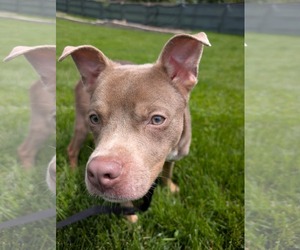 Chihuahua-Unknown Mix Dogs for adoption in Germantown, OH, USA
