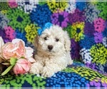 Small Photo #6 Bichon Frise-Bichpoo Mix Puppy For Sale in NOTTINGHAM, PA, USA