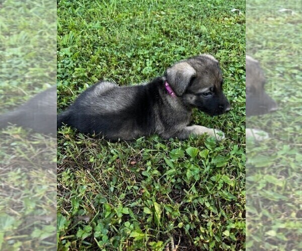 Medium Photo #5 Malinois Puppy For Sale in MADISON, TN, USA