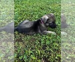 Small Photo #5 Malinois Puppy For Sale in MADISON, TN, USA