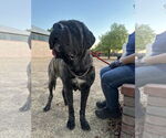 Small #7 Mastiff