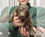 Puppy Bruno Poodle (Standard)