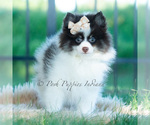 Small Photo #13 Pomeranian Puppy For Sale in WARSAW, IN, USA