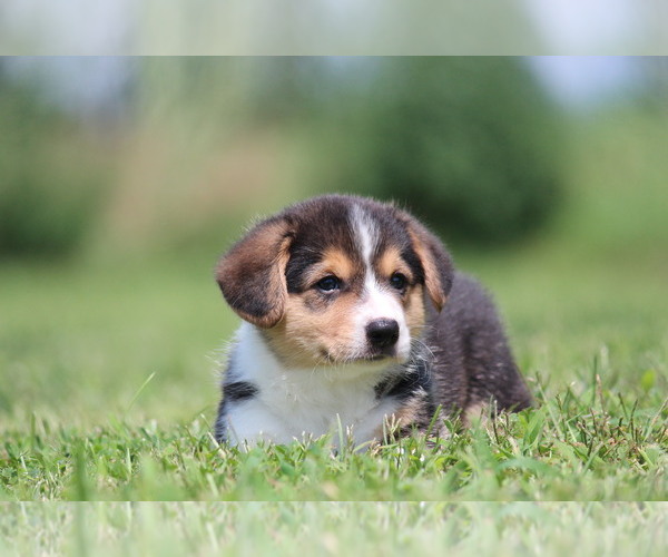 Medium Photo #13 Pembroke Welsh Corgi Puppy For Sale in FORT MADISON, IA, USA