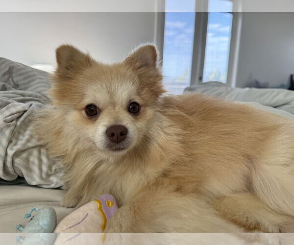 Medium Photo #2 Pomeranian Puppy For Sale in San Diego, CA, USA