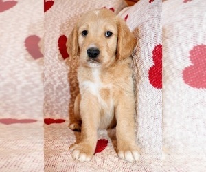Goldendoodle Puppy for sale in HEADLAND, AL, USA
