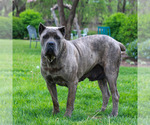 Small Photo #1 Cane Corso Puppy For Sale in MOUNT JOY, PA, USA