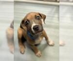 Small Mutt