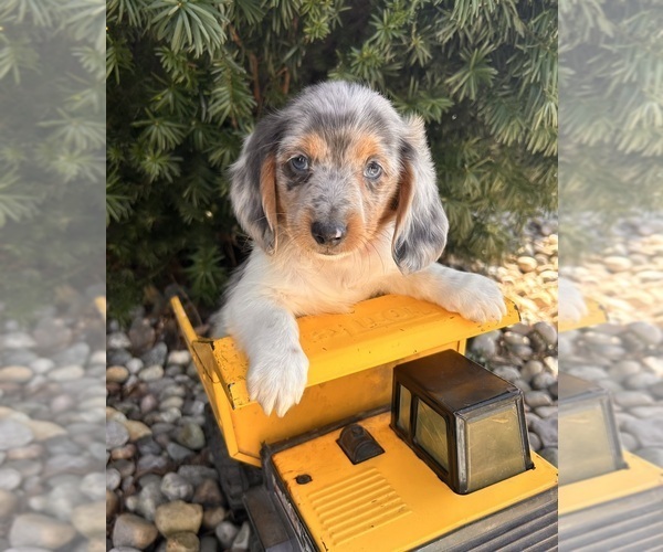 Medium Photo #6 Dachshund Puppy For Sale in MIDDLEBURY, IN, USA